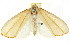  ( - CCDB-15852-F04)  @11 [ ] CreativeCommons - Attribution (2011) ANIC/CBG Photography Group Centre for Biodiversity Genomics