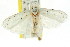  (Odites albidella - CCDB-15852-F09)  @11 [ ] CreativeCommons - Attribution (2011) ANIC/CBG Photography Group Centre for Biodiversity Genomics