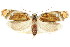  ( - CCDB-15852-G07)  @11 [ ] CreativeCommons - Attribution (2011) ANIC/CBG Photography Group Centre for Biodiversity Genomics