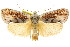  ( - CCDB-15852-G08)  @11 [ ] CreativeCommons - Attribution (2011) ANIC/CBG Photography Group Centre for Biodiversity Genomics