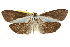  ( - CCDB-15852-G10)  @11 [ ] CreativeCommons - Attribution (2011) ANIC/CBG Photography Group Centre for Biodiversity Genomics