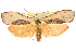  (Cryptophasa sp. ANIC27 - CCDB-15852-H02)  @14 [ ] CreativeCommons - Attribution (2011) ANIC/CBG Photography Group Centre for Biodiversity Genomics