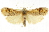  (Cryptophasa sp. ANICP28 - CCDB-15852-H10)  @11 [ ] CreativeCommons - Attribution (2011) ANIC/CBG Photography Group Centre for Biodiversity Genomics