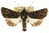  ( - CCDB-15853-A10)  @13 [ ] CreativeCommons - Attribution (2011) ANIC/CBG Photography Group Centre for Biodiversity Genomics