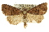  ( - CCDB-15853-B09)  @15 [ ] CreativeCommons - Attribution (2011) ANIC/CBG Photography Group Centre for Biodiversity Genomics