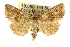  ( - CCDB-15853-B12)  @15 [ ] CreativeCommons - Attribution (2011) ANIC/CBG Photography Group Centre for Biodiversity Genomics