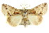  ( - CCDB-15853-E06)  @15 [ ] CreativeCommons - Attribution (2011) ANIC/CBG Photography Group Centre for Biodiversity Genomics