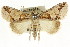  ( - CCDB-15853-E07)  @15 [ ] CreativeCommons - Attribution (2011) ANIC/CBG Photography Group Centre for Biodiversity Genomics