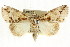  ( - CCDB-15853-E08)  @14 [ ] CreativeCommons - Attribution (2011) ANIC/CBG Photography Group Centre for Biodiversity Genomics