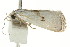  ( - CCDB-15853-G05)  @12 [ ] CreativeCommons - Attribution (2011) ANIC/CBG Photography Group Centre for Biodiversity Genomics