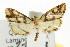  (Aboetheta - CCDB-15854-B03)  @13 [ ] CreativeCommons - Attribution (2011) ANIC/CBG Photography Group Centre for Biodiversity Genomics