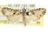  ( - CCDB-15854-B07)  @11 [ ] CreativeCommons - Attribution (2011) ANIC/CBG Photography Group Centre for Biodiversity Genomics