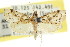  ( - CCDB-15854-B08)  @11 [ ] CreativeCommons - Attribution (2011) ANIC/CBG Photography Group Centre for Biodiversity Genomics