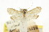  (Acicys - CCDB-15854-B12)  @11 [ ] CreativeCommons - Attribution (2011) ANIC/CBG Photography Group Centre for Biodiversity Genomics