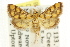  ( - CCDB-15854-G07)  @11 [ ] CreativeCommons - Attribution (2011) ANIC/CBG Photography Group Centre for Biodiversity Genomics