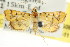  ( - CCDB-15854-G08)  @11 [ ] CreativeCommons - Attribution (2011) ANIC/CBG Photography Group Centre for Biodiversity Genomics
