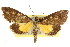  ( - CCDB-15855-A01)  @11 [ ] CreativeCommons - Attribution (2011) ANIC/CBG Photography Group Centre for Biodiversity Genomics