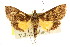  ( - CCDB-15855-A02)  @11 [ ] CreativeCommons - Attribution (2011) ANIC/CBG Photography Group Centre for Biodiversity Genomics