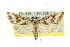  ( - CCDB-15855-B06)  @11 [ ] CreativeCommons - Attribution (2011) ANIC/CBG Photography Group Centre for Biodiversity Genomics