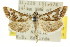  ( - CCDB-15855-B07)  @11 [ ] CreativeCommons - Attribution (2011) ANIC/CBG Photography Group Centre for Biodiversity Genomics