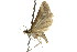  ( - CCDB-15855-B08)  @11 [ ] CreativeCommons - Attribution (2011) ANIC/CBG Photography Group Centre for Biodiversity Genomics
