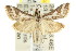  ( - CCDB-15855-B09)  @14 [ ] CreativeCommons - Attribution (2011) ANIC/CBG Photography Group Centre for Biodiversity Genomics