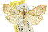  ( - CCDB-15855-H03)  @11 [ ] CreativeCommons - Attribution (2011) ANIC/CBG Photography Group Centre for Biodiversity Genomics
