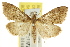 ( - CCDB-15855-H04)  @11 [ ] CreativeCommons - Attribution (2011) ANIC/CBG Photography Group Centre for Biodiversity Genomics