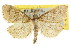  ( - CCDB-15855-H05)  @11 [ ] CreativeCommons - Attribution (2011) ANIC/CBG Photography Group Centre for Biodiversity Genomics