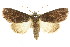  ( - CCDB-15856-C05)  @11 [ ] CreativeCommons - Attribution (2011) ANIC/CBG Photography Group Centre for Biodiversity Genomics