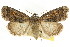  ( - CCDB-15856-G09)  @11 [ ] CreativeCommons - Attribution (2011) ANIC/CBG Photography Group Centre for Biodiversity Genomics