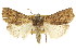  ( - CCDB-15857-A06)  @11 [ ] CreativeCommons - Attribution (2011) ANIC/CBG Photography Group Centre for Biodiversity Genomics