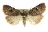  ( - CCDB-15857-B07)  @11 [ ] CreativeCommons - Attribution (2011) ANIC/CBG Photography Group Centre for Biodiversity Genomics
