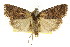 ( - CCDB-15857-B11)  @11 [ ] CreativeCommons - Attribution (2011) ANIC/CBG Photography Group Centre for Biodiversity Genomics