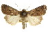  ( - CCDB-15857-C01)  @11 [ ] CreativeCommons - Attribution (2011) ANIC/CBG Photography Group Centre for Biodiversity Genomics