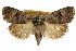  ( - CCDB-15857-C11)  @11 [ ] CreativeCommons - Attribution (2011) ANIC/CBG Photography Group Centre for Biodiversity Genomics