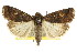  ( - CCDB-15857-E11)  @14 [ ] CreativeCommons - Attribution (2011) ANIC/CBG Photography Group Centre for Biodiversity Genomics