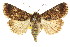  ( - CCDB-15857-F09)  @11 [ ] CreativeCommons - Attribution (2011) ANIC/CBG Photography Group Centre for Biodiversity Genomics