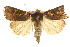  ( - CCDB-15857-G03)  @11 [ ] CreativeCommons - Attribution (2011) ANIC/CBG Photography Group Centre for Biodiversity Genomics