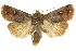  ( - CCDB-15857-H09)  @11 [ ] CreativeCommons - Attribution (2011) ANIC/CBG Photography Group Centre for Biodiversity Genomics