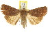  ( - CCDB-15858-B03)  @14 [ ] CreativeCommons - Attribution (2011) ANIC/CBG Photography Group Centre for Biodiversity Genomics