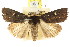  ( - CCDB-15858-B06)  @11 [ ] CreativeCommons - Attribution (2011) ANIC/CBG Photography Group Centre for Biodiversity Genomics