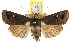  ( - CCDB-15858-B08)  @11 [ ] CreativeCommons - Attribution (2011) ANIC/CBG Photography Group Centre for Biodiversity Genomics