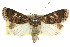  ( - CCDB-15858-D09)  @11 [ ] CreativeCommons - Attribution (2011) ANIC/CBG Photography Group Centre for Biodiversity Genomics