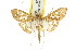  ( - CCDB-15858-G03)  @11 [ ] CreativeCommons - Attribution (2011) ANIC/CBG Photography Group Centre for Biodiversity Genomics