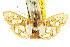  ( - CCDB-15858-G04)  @11 [ ] CreativeCommons - Attribution (2011) ANIC/CBG Photography Group Centre for Biodiversity Genomics