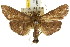  ( - CCDB-15858-H07)  @11 [ ] CreativeCommons - Attribution (2011) ANIC/CBG Photography Group Centre for Biodiversity Genomics