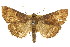  ( - CCDB-15859-B05)  @11 [ ] CreativeCommons - Attribution (2011) ANIC/CBG Photography Group Centre for Biodiversity Genomics