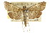  ( - CCDB-15859-D05)  @11 [ ] CreativeCommons - Attribution (2011) ANIC/CBG Photography Group Centre for Biodiversity Genomics