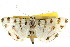 ( - CCDB-15859-D12)  @11 [ ] CreativeCommons - Attribution (2011) ANIC/CBG Photography Group Centre for Biodiversity Genomics